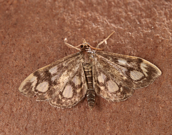 63.018 BF1378 Anania coronata