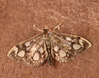 63.018 BF1378 Anania coronata