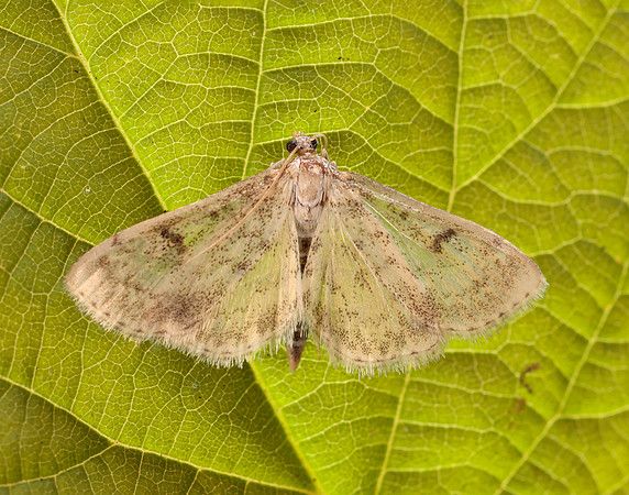 63.020 BF1380 Anania perlucidalis