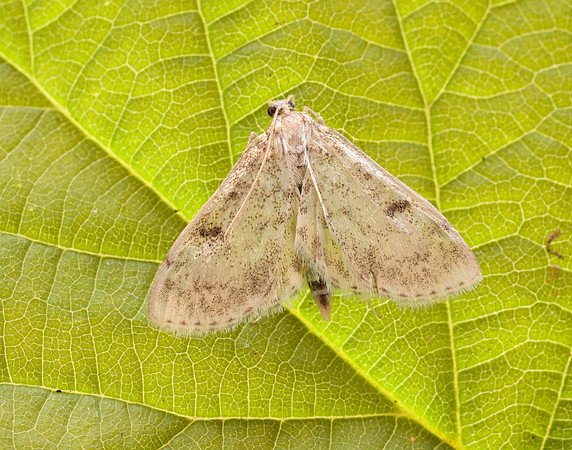 63.020 BF1380 Anania perlucidalis