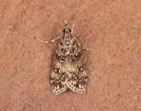 63.067 BF1338 Eudonia lacustrata