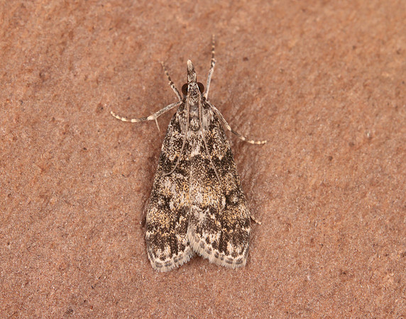 63.067 BF1338 Eudonia lacustrata
