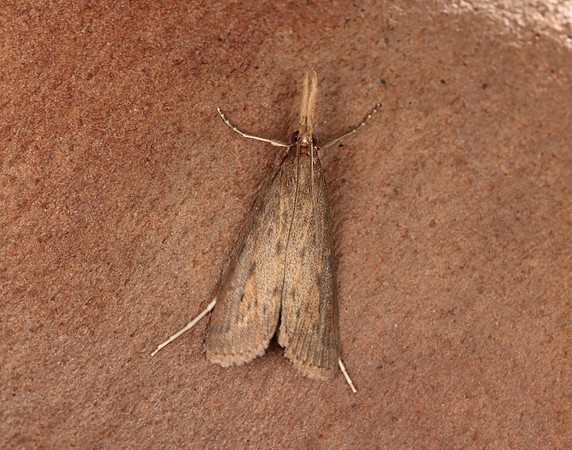 63.120 BF1328 Schoenobius gigantella