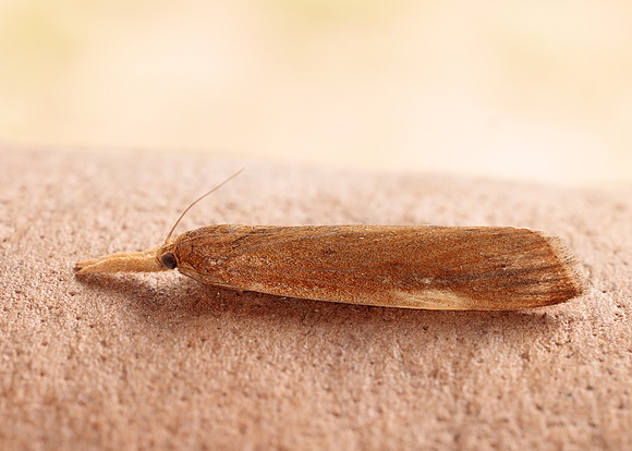 63.120 BF1328 Schoenobius gigantella
