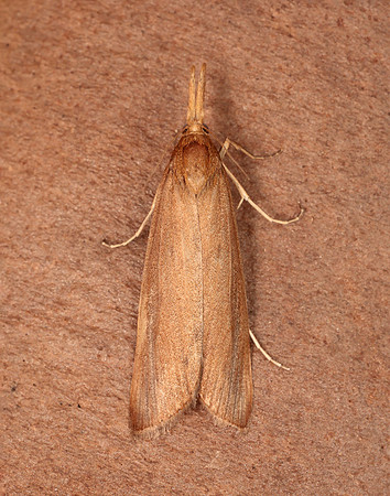 63.120 BF1328 Schoenobius gigantella