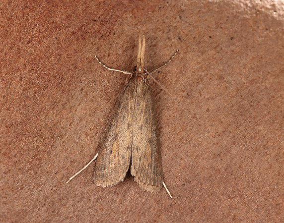 63.120 BF1328 Schoenobius gigantella