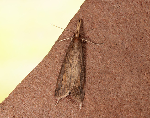 63.120 BF1328 Schoenobius gigantella