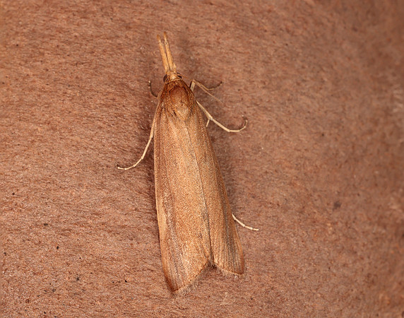 63.120 BF1328 Schoenobius gigantella