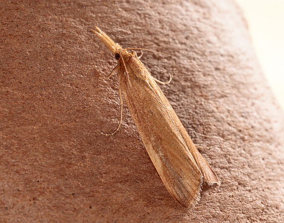 63.120 BF1328 Schoenobius gigantella