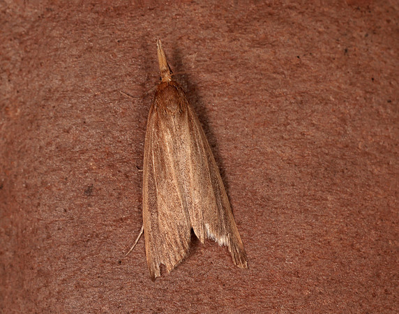 63.120 BF1328 Schoenobius gigantella