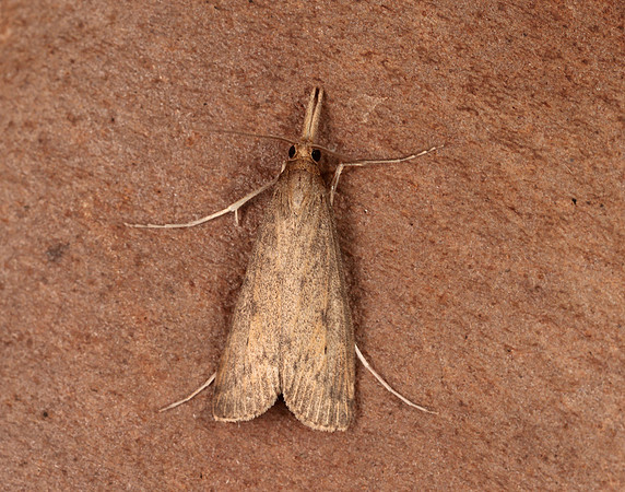 63.120 BF1328 Schoenobius gigantella