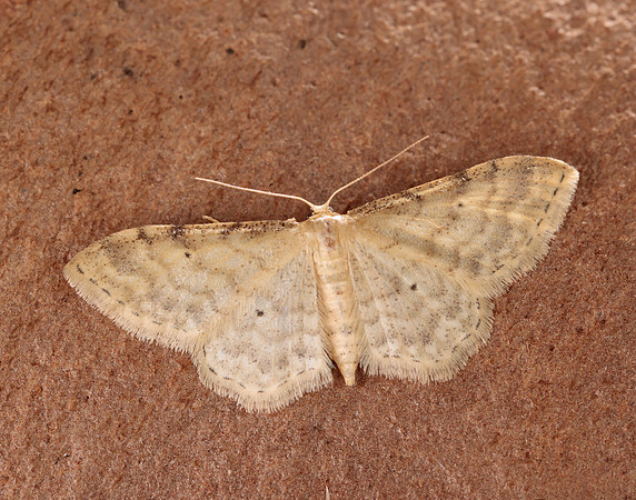 70.006 BF1705 Dwarf Cream Wave Idaea fuscovenosa
