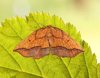 70.227 BF1907 Bordered Beauty Epione repandaria