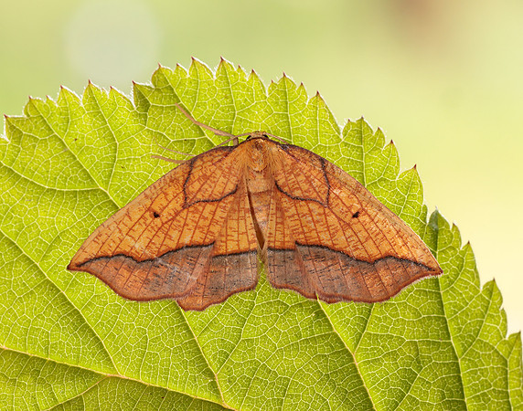 70.227 BF1907 Bordered Beauty Epione repandaria