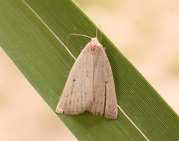 72.052 BF2493 Dotted Fan-foot Macrochilo cribrumalis