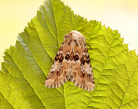 73.120 BF2352 Dusky Sallow Eremobia ochroleuca