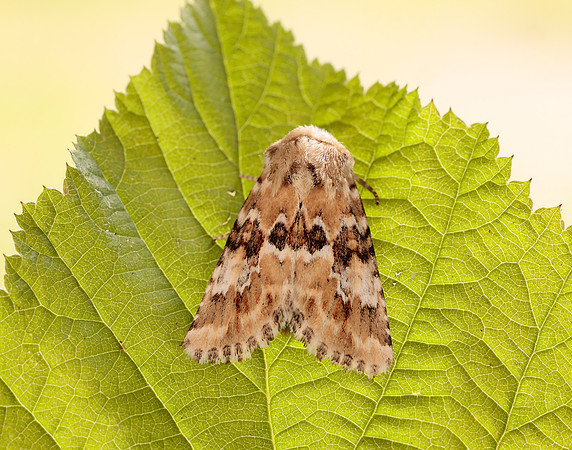 73.120 BF2352 Dusky Sallow Eremobia ochroleuca