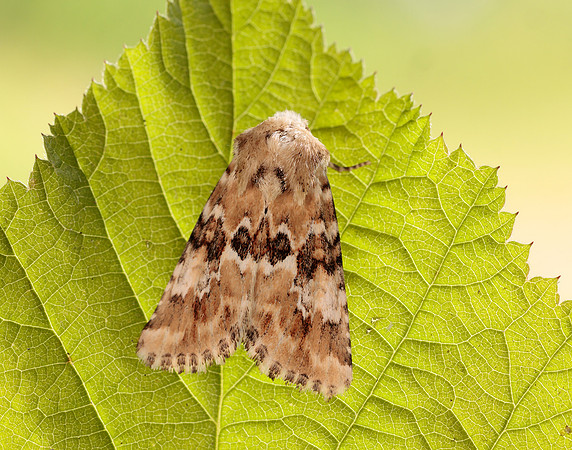 73.120 BF2352 Dusky Sallow Eremobia ochroleuca
