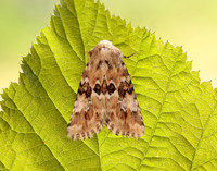 73.120 BF2352 Dusky Sallow Eremobia ochroleuca