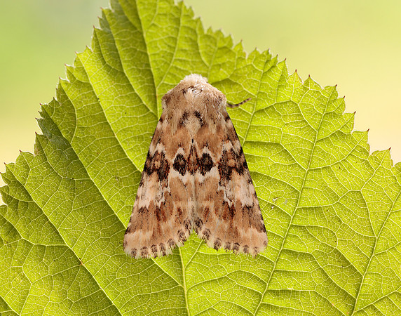 73.120 BF2352 Dusky Sallow Eremobia ochroleuca