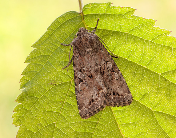 73.222 BF2314 Dingy Shears Apterogenum ypsillon