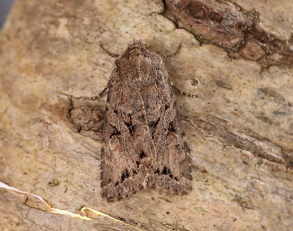 73.222 BF2314 Dingy Shears Apterogenum ypsillon