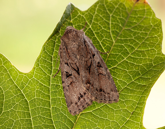 73.222 BF2314 Dingy Shears Apterogenum ypsillon