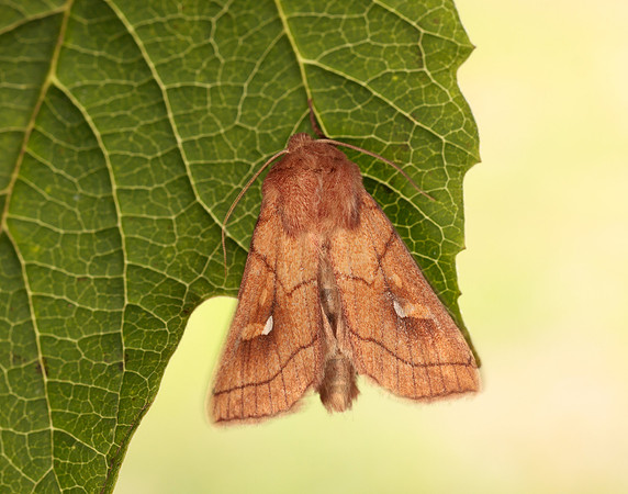 73.290 BF2192 Brown-line Bright-eye Mythimna conigera