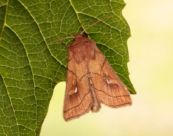 73.290 BF2192 Brown-line Bright-eye Mythimna conigera
