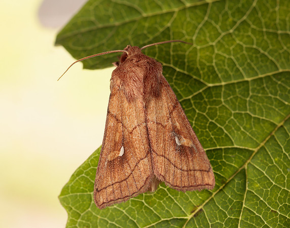 73.290 BF2192 Brown-line Bright-eye Mythimna conigera