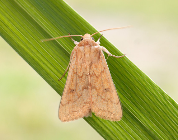 73.295 BF2195 Delicate Mythimna vitellina