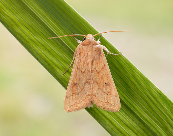 73.295 BF2195 Delicate Mythimna vitellina