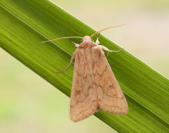 73.295 BF2195 Delicate Mythimna vitellina