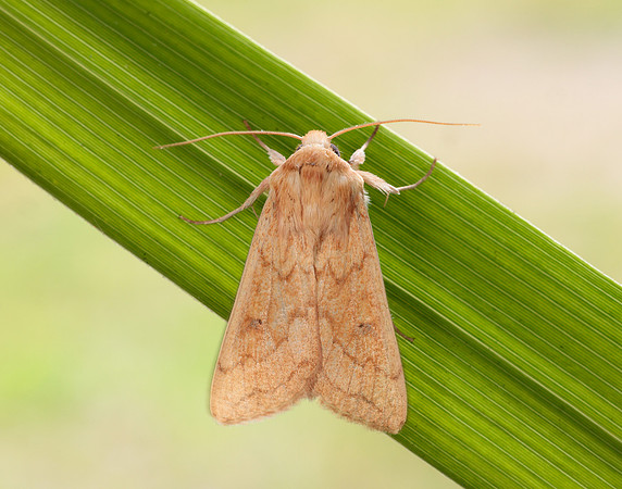73.295 BF2195 Delicate Mythimna vitellina