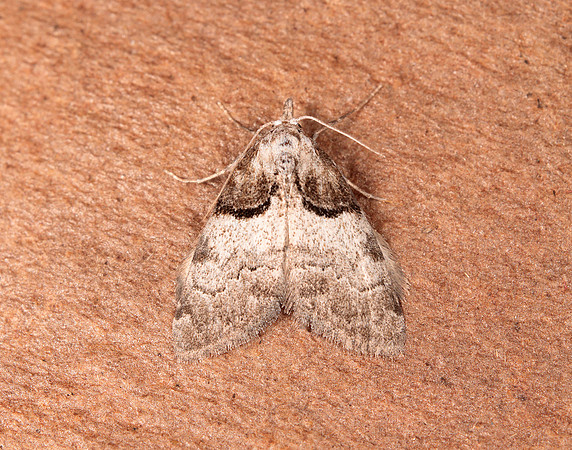 74.003 BF2077 Short-cloaked Moth Nola cucullatella