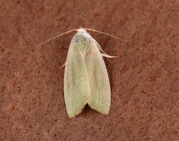 74.011 BF2418 Cream-bordered Green Pea Earias clorana