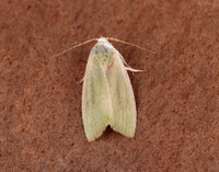 74.011 BF2418 Cream-bordered Green Pea Earias clorana