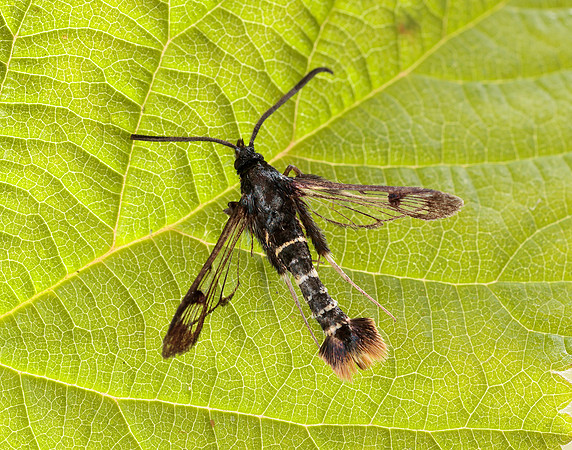 52.010 BF378 Orange-tailed Clearwing Synanthedon andrenaeformis