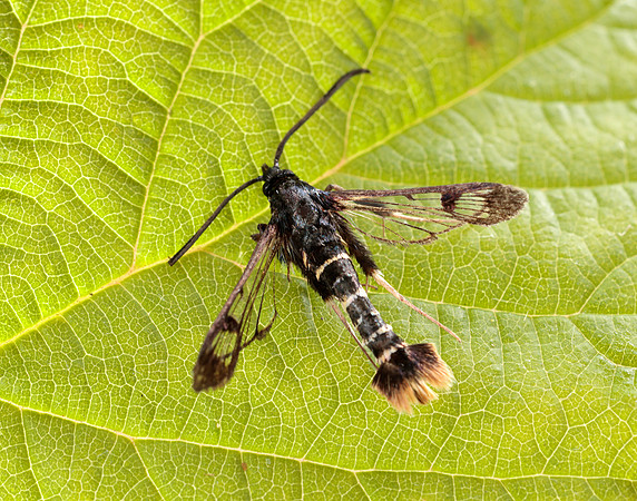 52.010 BF378 Orange-tailed Clearwing Synanthedon andrenaeformis