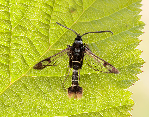 52.010 BF378 Orange-tailed Clearwing Synanthedon andrenaeformis