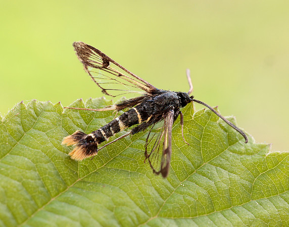 52.010 BF378 Orange-tailed Clearwing Synanthedon andrenaeformis