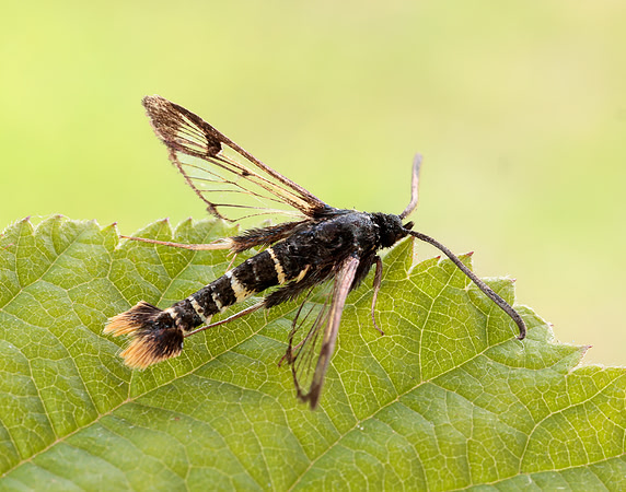 52.010 BF378 Orange-tailed Clearwing Synanthedon andrenaeformis