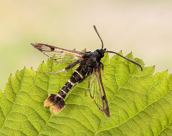 52.010 BF378 Orange-tailed Clearwing Synanthedon andrenaeformis