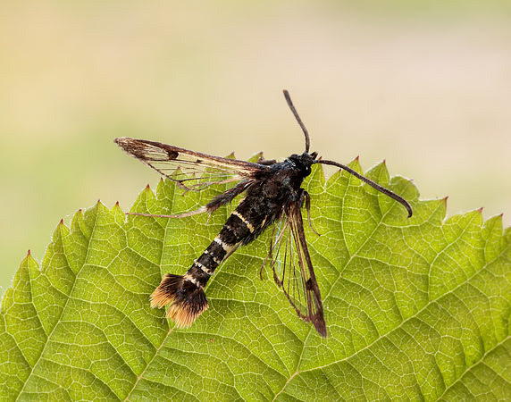 52.010 BF378 Orange-tailed Clearwing Synanthedon andrenaeformis