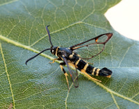 52.012 BF374 Yellow-legged Clearwing Synanthedon