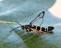52.012 BF374 Yellow-legged Clearwing Synanthedon