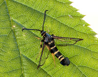 52.012 BF374 Yellow-legged Clearwing Synanthedon