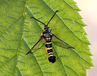 52.012 BF374 Yellow-legged Clearwing Synanthedon