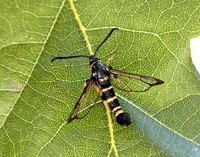 52.012 BF374 Yellow-legged Clearwing Synanthedon
