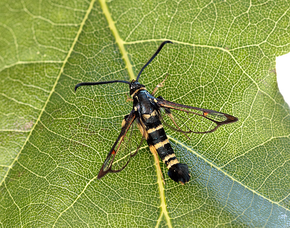 52.012 BF374 Yellow-legged Clearwing Synanthedon